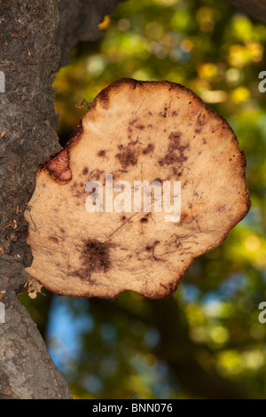 Unterseite des Beefsteak Pilze wachsen auf Eiche Stockfoto