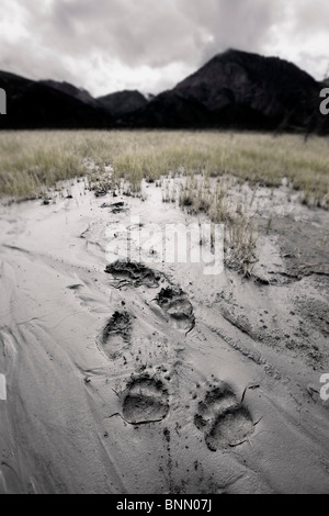 Brown Bear tracks führen durch eine Anzahlung von glazialen Schlick in die Slims River Valley, Kluane National Park, Yukon, Kanada. Stockfoto