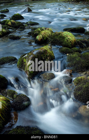 Kleine Kaskade stürzt über Felsen in einem Gebirgsbach im Tongass National Forest, Alaska Stockfoto