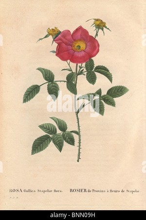 Provins Stapelia blühende rose mit leuchtend purpurrote Blume. Möglicherweise ausgestorben. Stockfoto