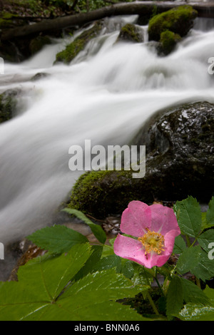 Sitka Rose blüht neben Falls Creek in Alaska Stockfoto