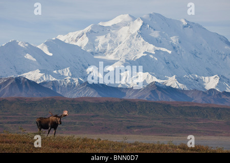 Bull Moose auf Tundra vor Mt. McKinley steht im Herbst, Denali-Nationalpark, Alaska Stockfoto