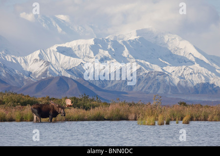 Bull Moose im Teich vor Alaska Range stehen im Herbst, Denali-Nationalpark, Alaska Stockfoto