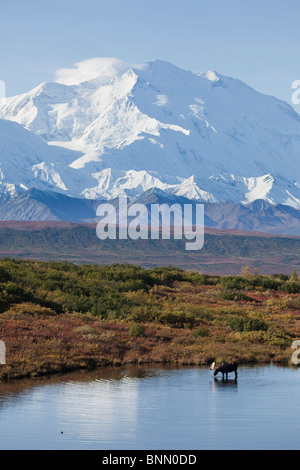 Bull Moose stehen in einem Teich mit Mt. McKinley im Hintergrund, Herbst, Denali Nationalpark, Alaska Stockfoto