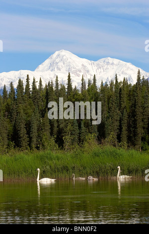 Trompeter Schwanenpaar mit Cygnets auf Byers Lake mit Denali im Hintergrund Sommer Alaska Stockfoto