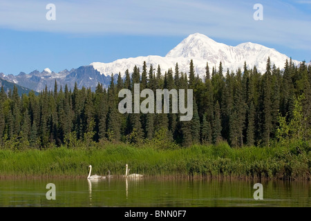 Trompeter Schwanenpaar mit Cygnets auf Byers Lake mit Denali im Hintergrund Sommer Alaska Stockfoto