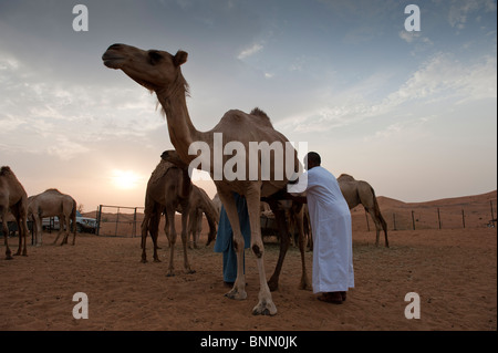 Arabische Kamele Dromedar (camelus dromedarius) in der Wüste Sand der Vereinigten Arabischen Emirate gemolken durch seine Herder, Stockfoto