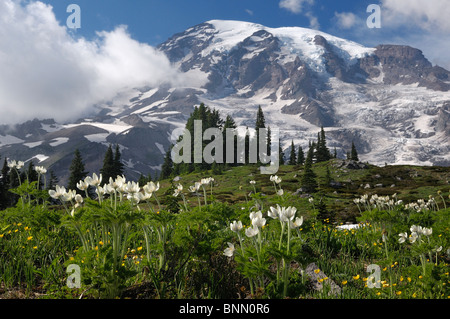 Wildblumenwiese Paradise Valley Mount Rainier Mt. Rainier Nationalpark Washington USA Stockfoto