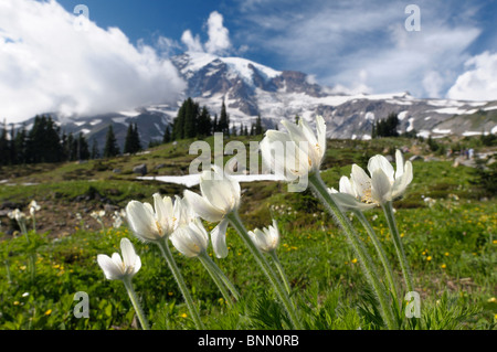 Wildblumenwiese Paradise Valley Mount Rainier Mt. Rainier Nationalpark Washington USA weiß Stockfoto