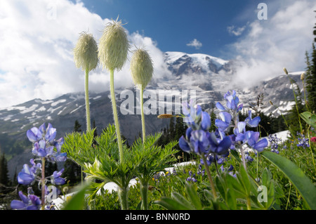 Wildblumenwiese Paradise Valley Mount Rainier Mt. Rainier Nationalpark Washington USA blau Stockfoto