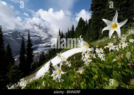 Wildblumenwiese Paradise Valley Mount Rainier Mt. Rainier Nationalpark Washington USA weiß Stockfoto