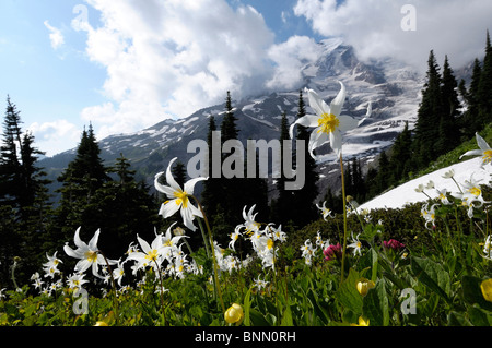 Wildblumenwiese Paradise Valley Mount Rainier Mt. Rainier Nationalpark Washington USA weiß Stockfoto