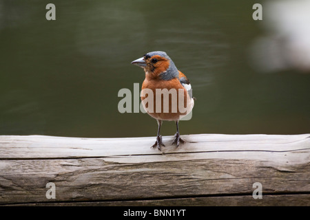 Männliche Buchfink Fringilla Coelebs Vogel auf Holzscheit Profil, UK Ansicht 104985 Chaffinch Stockfoto