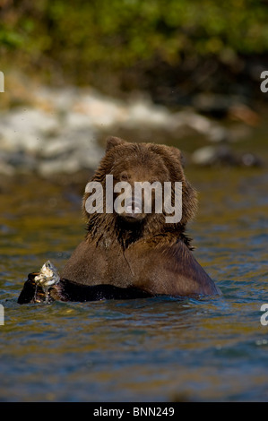 Grizzly Bear Kupplungen ein Lachs beim Angeln in den Kenai River im Herbst, Halbinsel Kenai, Alaska Stockfoto