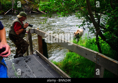 Fotografen, die Bilder von einem Braunbären auf den Russian River, Halbinsel Kenai, Alaska Stockfoto