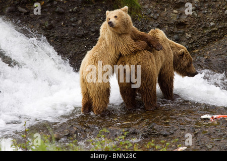 Leistungsbeschreibung und Cub Braunbären Lachs Küstenfischerei am Mikfik Creek, McNeil State Game Sanctuary, Alaska Stockfoto