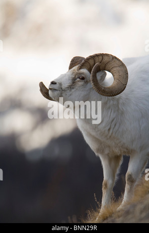 Dall Schafe Ram auf Sheep Mountain, Kluane National Park, Yukon Territorium, Kanada Stockfoto