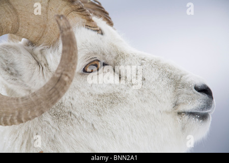 Porträt des großen RAM-Speicher im Winter in der Nähe von Sheep Mountain, Kluane National Park, Yukon Territorium, Kanada Stockfoto