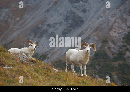 Zwei Dall-Schafe auf einem Bergrücken mit Berg Hintergrund, Mount Margaret, Denali Nationalpark, Alaska Stockfoto