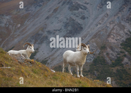 Zwei Dall-Schafe auf einem Bergrücken mit Berg Hintergrund, Mount Margaret, Denali Nationalpark, Alaska Stockfoto