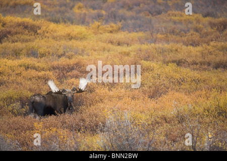 Bull Moose in Weide stehen während der Höhepunkt der Herbstfarben im Denali-Nationalpark, Alaska Stockfoto