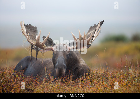 Großen Elchbullen gebettet auf bunten Tundra im Herbst mit samt hängen aus Geweih, Denali-Nationalpark, Alaska Stockfoto