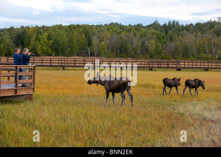 Ein Elch Kuh und ihr Zwilling Kälber durchsuchen in der Nähe der Promenade bei Potter Marsh mit Besuchern auf suchen und fotografieren, Alaska Stockfoto