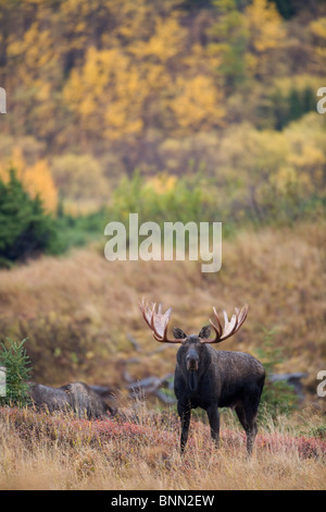 Elch Stier stehend Warnung vor Aspen im Herbst bei Powerline Pass, Chugach State Park, Chugach Berge, Alaska Stockfoto