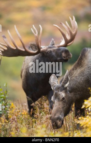 Elch Kuh und Stier Elch ausstellenden Balz Verhalten, Powerline Pass, Chugach State Park, Chugach Mountains, Alaska Stockfoto