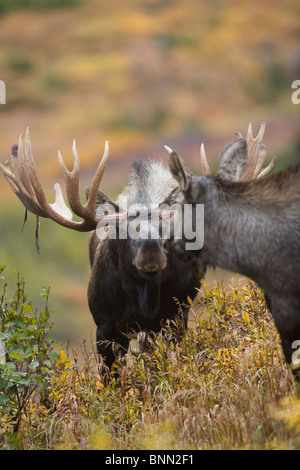 Elch Kuh und Stier Elch ausstellenden Balz Verhalten, Powerline Pass, Chugach State Park, Chugach Mountains, Alaska Stockfoto