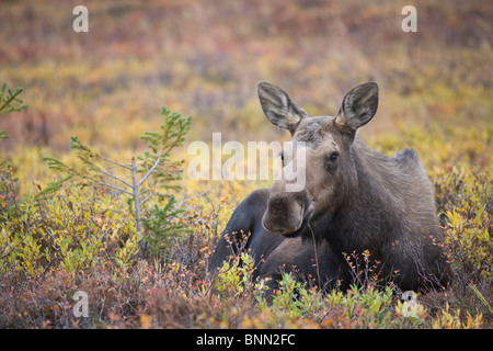 Kuh Elch gebettet im Herbst, Powerline Pass, Chugach State Park, Chugach Mountains, Alaska Stockfoto