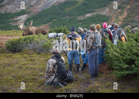 Menschen Sie beobachten Alaska Elchbullen im Nahbereich während der Brunft, Powerline Pass, Chugach State Park, Chugach Mountains, Alaska Stockfoto