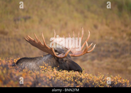 Bull Moose gebettet im Herbst, Powerline Pass, Chugach State Park, Chugach Berge, Alaska Stockfoto