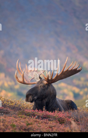 Bull Moose gebettet im Herbst, Powerline Pass, Chugach State Park, Chugach Berge, Alaska Stockfoto