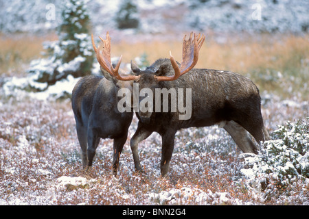 Elch Bulle und Kuh reiben Maulkörbe im Balzverhalten während der Brunft, Powerline Pass, Chugach State Park, Alaska Stockfoto