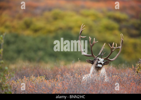 Bull Caribou gebettet auf Herbst Tundra im Denali-Nationalpark, Alaska Stockfoto