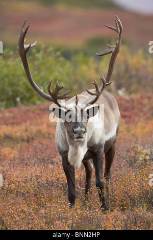 Bull Karibus auf Herbst Tundra im Denali-Nationalpark, Alaska Stockfoto