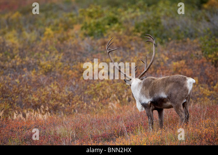 Bull Karibus auf Herbst Tundra im Denali-Nationalpark, Alaska Stockfoto