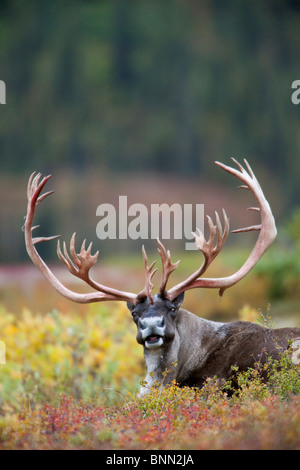 Bull Caribou gebettet auf Herbst Tundra im Denali-Nationalpark, Alaska Stockfoto