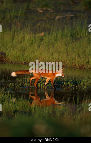 Red Fox waten im Sumpf in der Nähe von Sunset gefangen AK SC Herbst Big Game Alaska Stockfoto