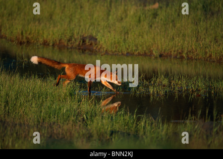 Red Fox waten im Sumpf in der Nähe von Sunset gefangen AK SC Herbst Big Game Alaska Stockfoto