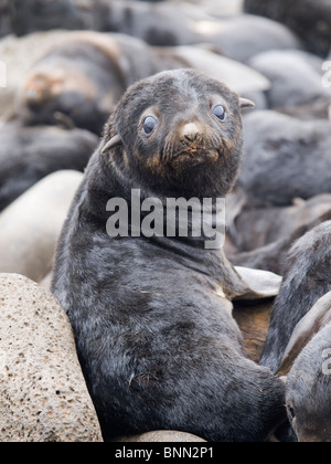 Porträt eines neugeborenen Welpen der nördliche Seebär, Sommer, St.-Paul-Insel, Alaska hautnah Stockfoto