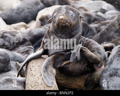 Porträt eines neugeborenen Welpen der nördliche Seebär, Sommer, St.-Paul-Insel, Alaska hautnah Stockfoto