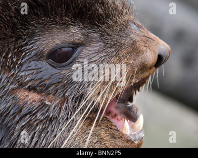 Porträt von Bull nördliche Seebär, St. Paul Island, Alaska, Sommer hautnah Stockfoto