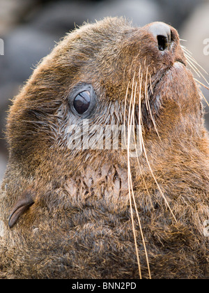 Porträt der nördliche Seebär Bull, St.-Paul-Insel, südwestlichen Alaska, Sommer Stockfoto