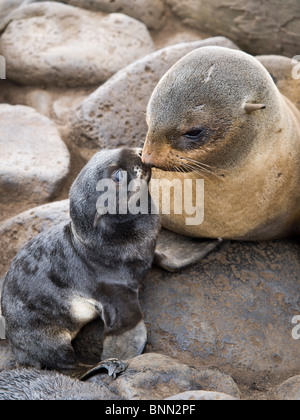 Porträt eines nördlichen Seebär Mutter und neugeborenen Welpen, St. Paul Island, Alaska, Sommer Stockfoto