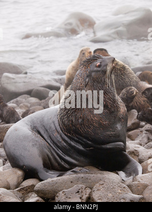 Nördliche Seebär Bull konkurriert für die Zucht von Territorium, Sommer, St.Paul Island, Alaska Stockfoto