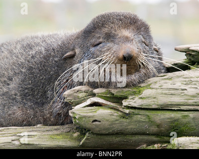 Nördliche Seebär Bull ruht auf Treibholz, St. Paul Island, Alaska Stockfoto