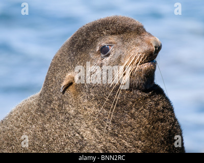 Porträt eines Stiers nördliche Seebär, St. Paul Island, Alaska, Sommer hautnah Stockfoto