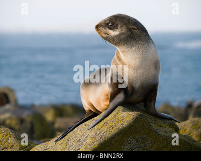 Porträt einer juvenilen nördliche Seebär, St. Paul Island, Alaska, Sommer Stockfoto